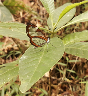 Fauna 1